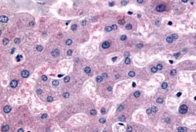 Immunohistochemistry-Paraffin: DPP9 Antibody [NBP3-14298]